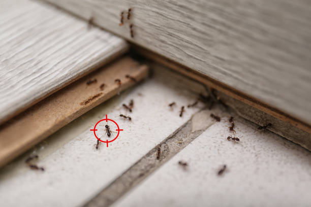 Best Best Pest Control Companies  in Bronson, FL